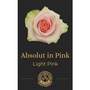 Роза Absolut In Pink