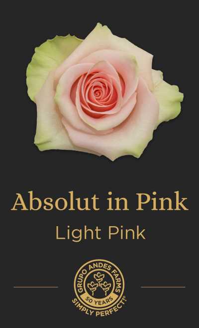 Роза Absolut In Pink