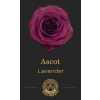 Роза Ascot 60 Super Premium