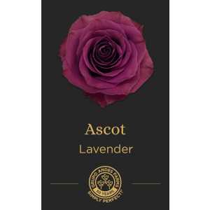 Роза Ascot 60 Super Premium