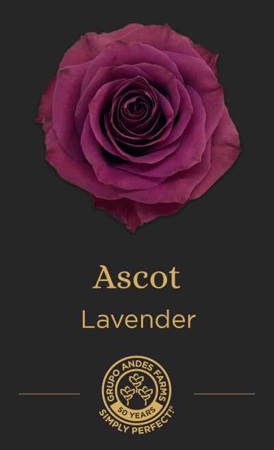 Роза Ascot 60 Super Premium