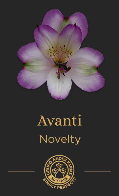 Альстромерия Avanti