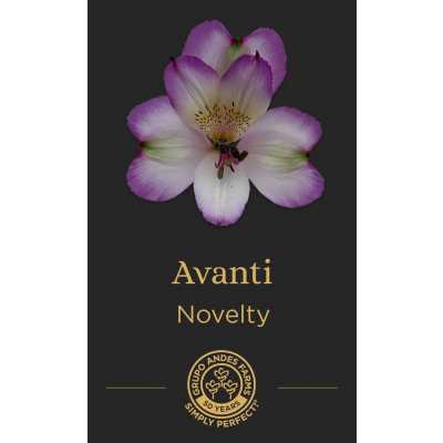 Альстромерия Avanti