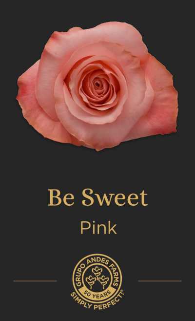 Роза Be Sweet
