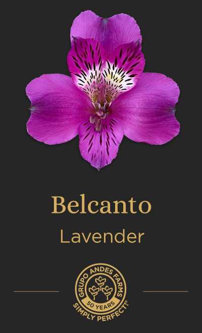 Альстромерия Belcanto