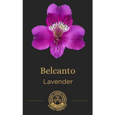 Альстромерия Belcanto