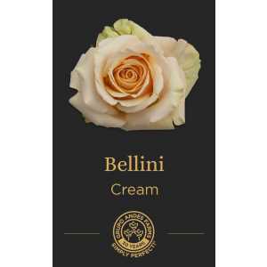Роза Bellini