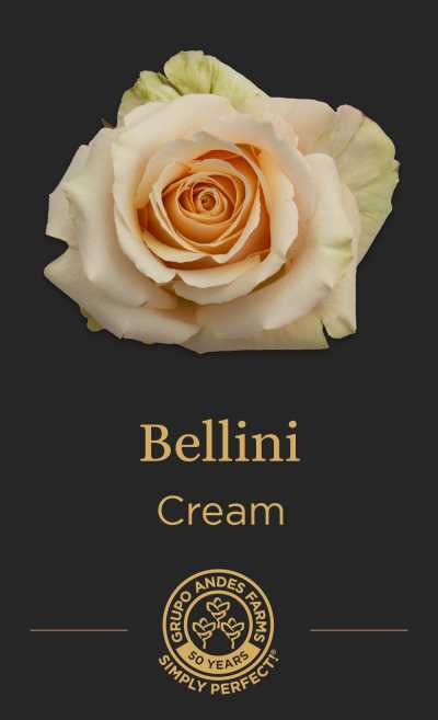 Роза Bellini