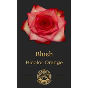 Роза Blush 60 Special