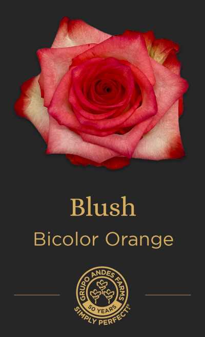 Роза Blush 60 Special