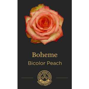 Роза Boheme