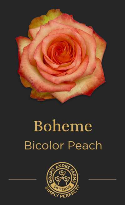 Роза Boheme
