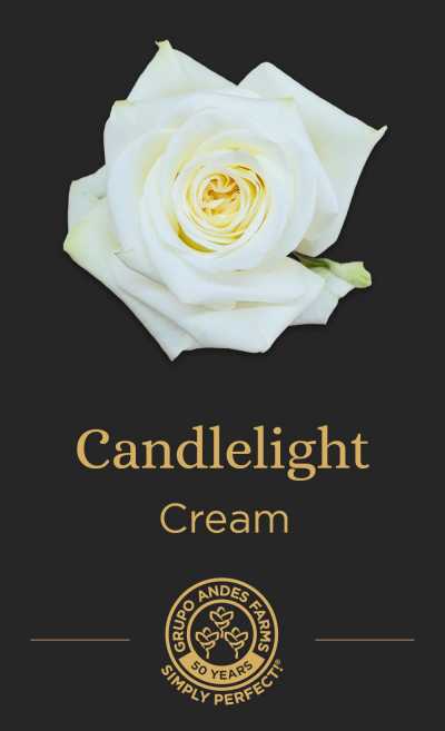 Роза Candlelight