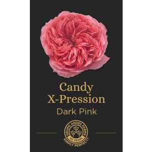 Роза Candy X-Pression