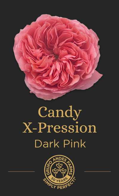 Роза Candy X-Pression