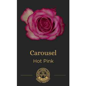Роза Carousel