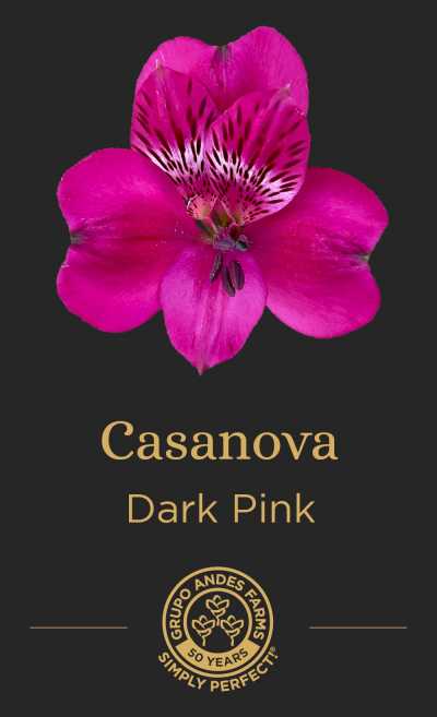 Альстромерия Casanova