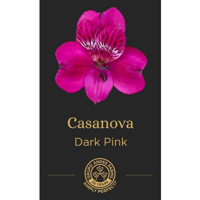 Альстромерия Casanova