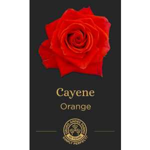 Роза Cayene