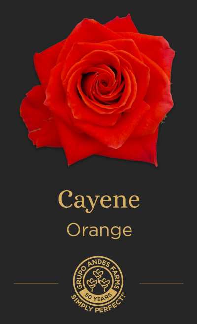Роза Cayene