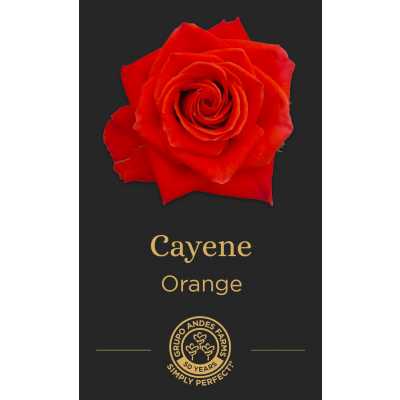 Роза Cayene
