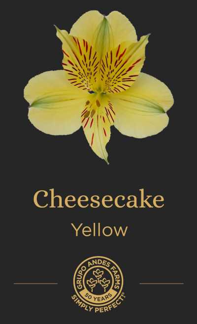 Альстромерия Cheesecake
