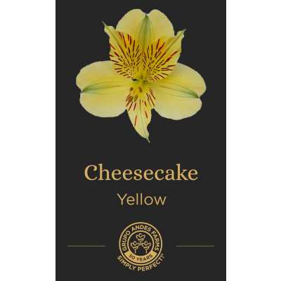 Альстромерия Cheesecake
