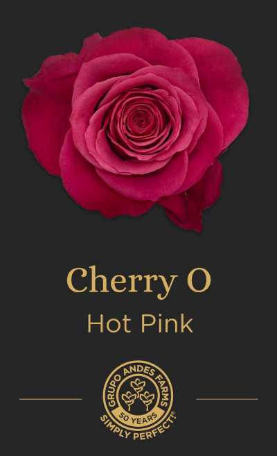 Роза Cherry O