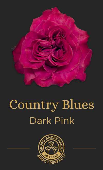 Роза Country Blues