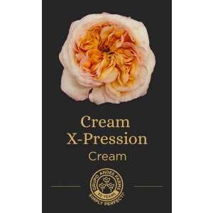 Роза Cream X-Pression