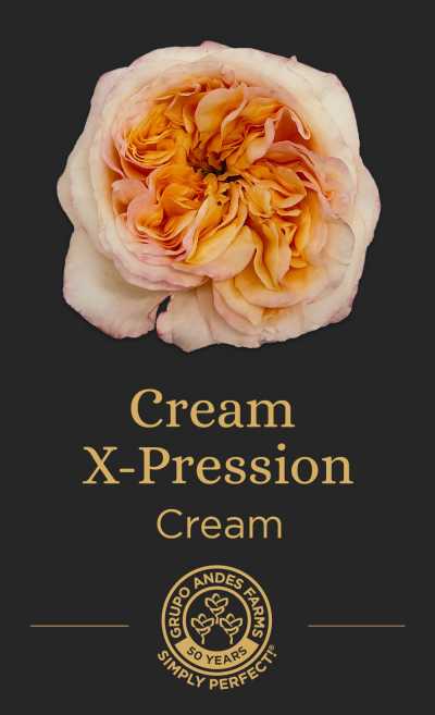 Роза Cream X-Pression