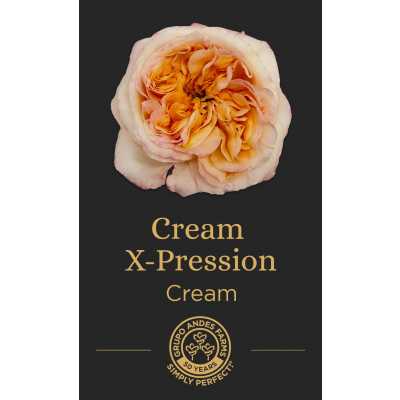 Роза Cream X-Pression