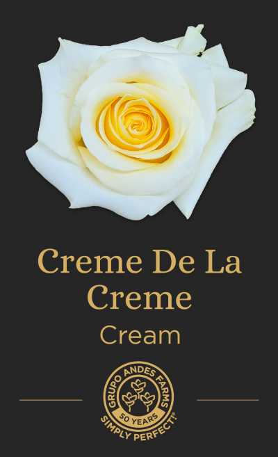 Роза Creme De La Creme