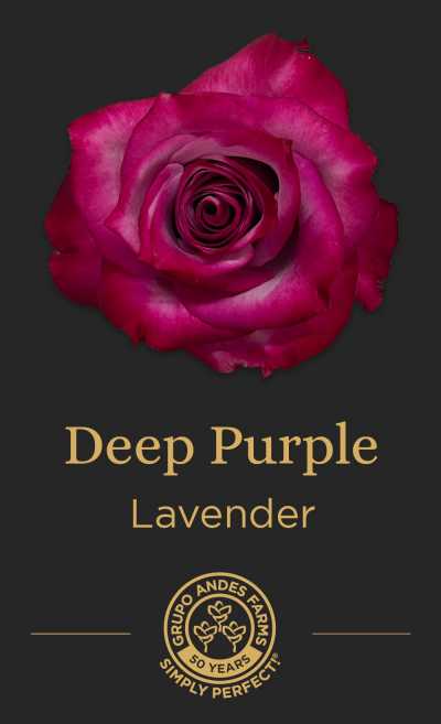 Роза Deep Purple 60 Premium