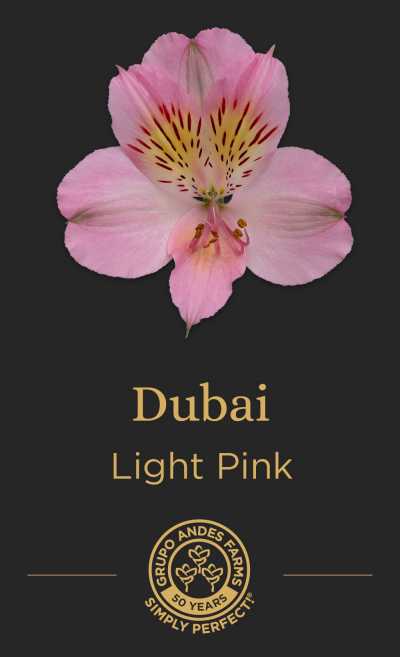 Альстромерия Dubai