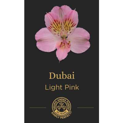 Альстромерия Dubai