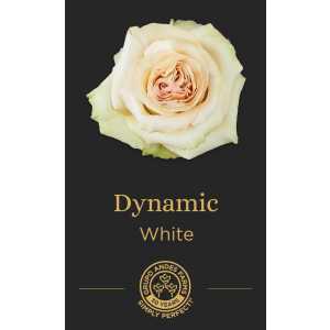 Роза Dynamic