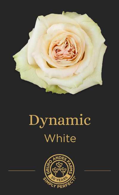 Роза Dynamic