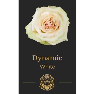 Роза Dynamic