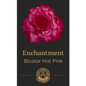 Роза Enchantment 60 Special