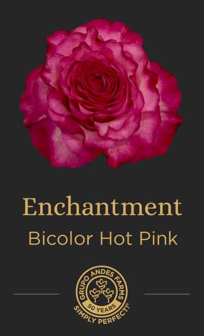 Роза Enchantment 60 Special