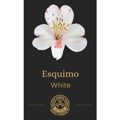 Альстромерия Esquimo
