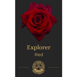 Роза Explorer 40 см