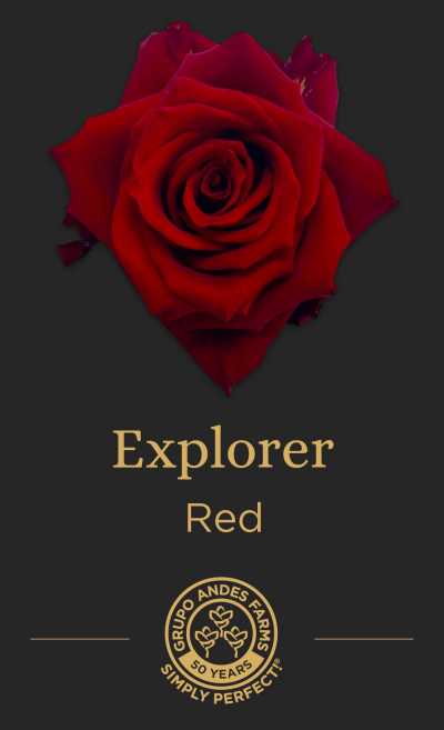 Роза Explorer 60 см