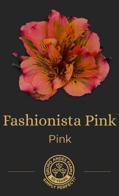 Альстромерия Fashionista Pink