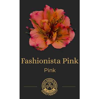 Альстромерия Fashionista Pink