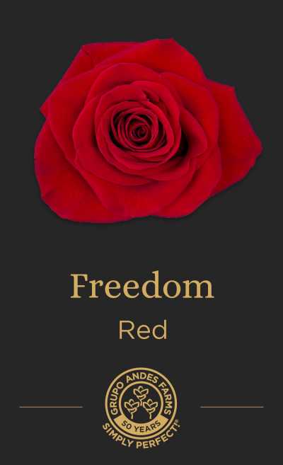 Роза Freedom 40 см