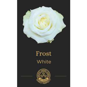 Роза Frost