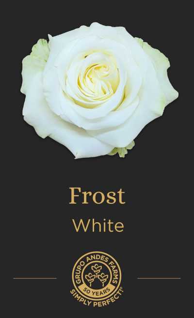 Роза Frost
