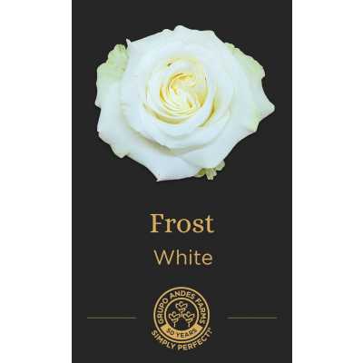 Роза Frost